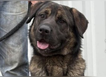 Berengar - Großer Hund mit noch größerem Herzen!