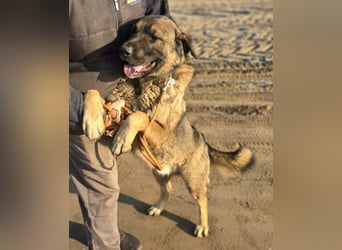 Berengar - Großer Hund mit noch größerem Herzen!