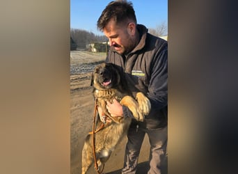 Berengar - Großer Hund mit noch größerem Herzen!