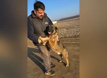 Berengar - Großer Hund mit noch größerem Herzen!