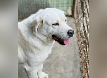 Dömper -Herzensriese sucht Zuhause