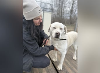 Dömper -Herzensriese sucht Zuhause