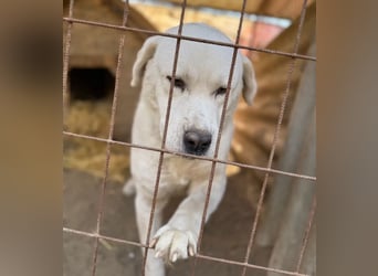 Dömper -Herzensriese sucht Zuhause