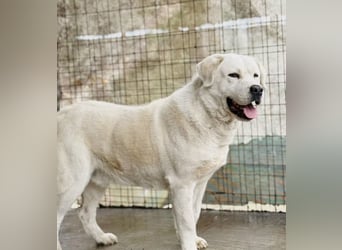 Dömper -Herzensriese sucht Zuhause