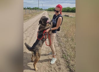 Berengar - Großer Hund mit noch größerem Herzen!