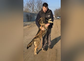 Berengar - Großer Hund mit noch größerem Herzen!