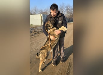 Berengar - Großer Hund mit noch größerem Herzen!