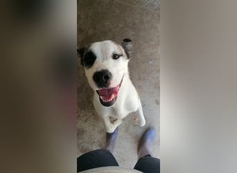 Asy Gesucht:  Herdenschutzhund-Liebhaber!