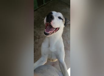 Asy Gesucht:  Herdenschutzhund-Liebhaber!