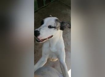 Asy Gesucht:  Herdenschutzhund-Liebhaber!