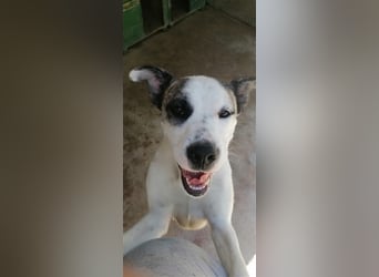 Asy Gesucht:  Herdenschutzhund-Liebhaber!