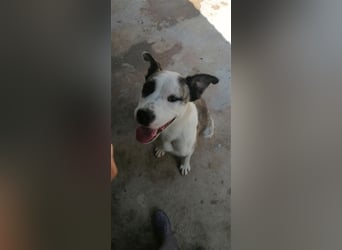 Asy Gesucht:  Herdenschutzhund-Liebhaber!