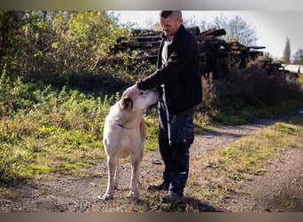 THOR - der eindrucksvolle Herdenschutz-Rüde sucht konsequente Menschen mit Hundeerfahrung