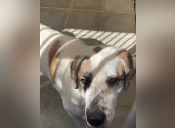 HAILEY - die stolze Alabai-Hündin sucht ein tolles Zuhause bei rasseerfahrenen Menschen