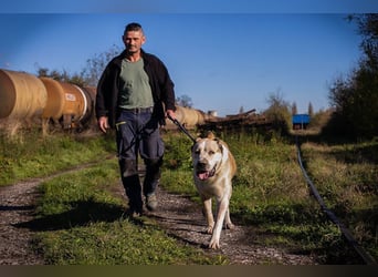 THOR - der eindrucksvolle Herdenschutz-Rüde sucht konsequente Menschen mit Hundeerfahrung