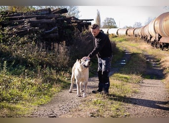 THOR - der eindrucksvolle Herdenschutz-Rüde sucht konsequente Menschen mit Hundeerfahrung