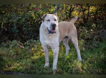 THOR - der eindrucksvolle Herdenschutz-Rüde sucht konsequente Menschen mit Hundeerfahrung