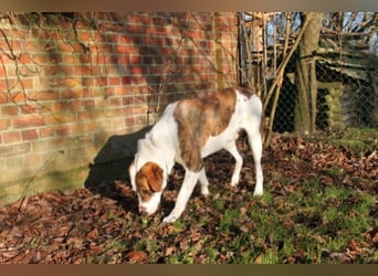 KOBI - agiler Jungspund