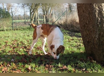 KOBI - agiler Jungspund