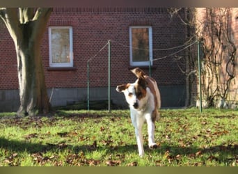 KOBI - agiler Jungspund