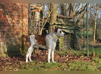 KOBI - agiler Jungspund