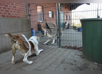 KOBI - agiler Jungspund