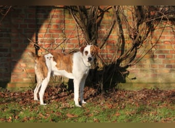 KOBI - agiler Jungspund