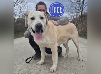 Thor ein Prachtexemplar