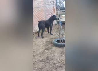 Graf Poldi sucht seine Menschen