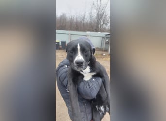 Graf Poldi sucht seine Menschen