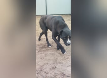 Graf Poldi sucht seine Menschen