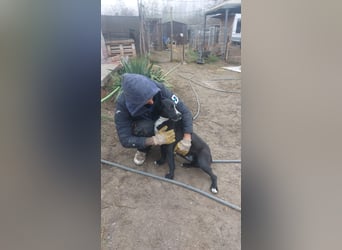 Graf Poldi möchte ausreisen