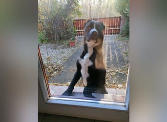 Graf Poldi sucht seine Menschen