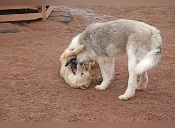 Petit Four – eine Süßspeise fürs Herz
