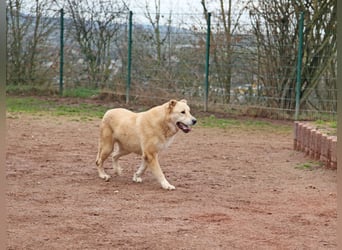 Petit Four – eine Süßspeise fürs Herz