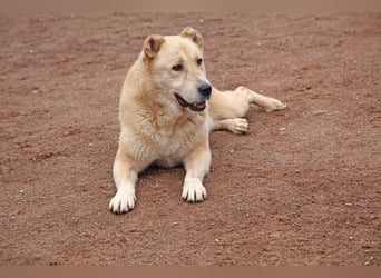 Petit Four – eine Süßspeise fürs Herz