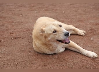 Petit Four – eine Süßspeise fürs Herz