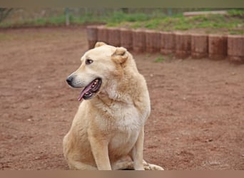 Petit Four – eine Süßspeise fürs Herz