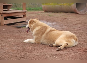 Petit Four – eine Süßspeise fürs Herz