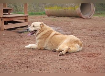 Petit Four – eine Süßspeise fürs Herz