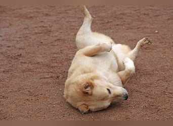 Petit Four – eine Süßspeise fürs Herz