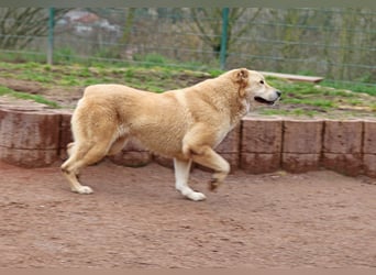 Petit Four – eine Süßspeise fürs Herz