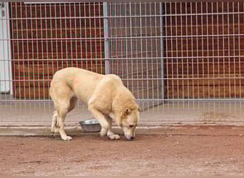 Petit Four – eine Süßspeise fürs Herz