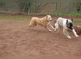 Petit Four – eine Süßspeise fürs Herz