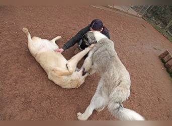 Petit Four – eine Süßspeise fürs Herz