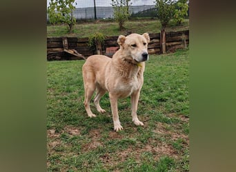 Petit Four – eine Süßspeise fürs Herz