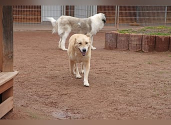Petit Four – eine Süßspeise fürs Herz