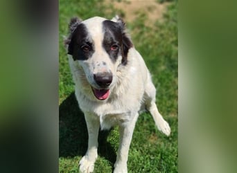 CASSANDRA - Schmuserin möchte endlich für immer ankommen