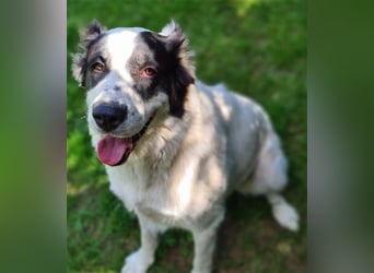 CASSANDRA - Schmuserin möchte endlich für immer ankommen