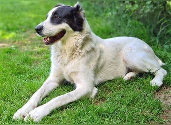 CASSANDRA - Schmuserin möchte endlich für immer ankommen